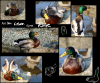 Filename=ente3omf.png
Filesize=1896KiB
Dimensions=1200x1000
Date added=Apr 13, 2011 ente3omf.png