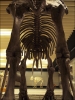 Filename=gomphotherium.jpg
Filesize=399KiB
Dimensions=600x800
Date added=Dec 21, 2011 gomphotherium.jpg