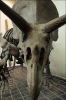 Filename=triceratops1.jpg
Filesize=251KiB
Dimensions=533x800
Date added=Nov 29, 2011 triceratops1.jpg