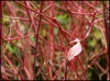 Filename=013.jpg
Filesize=587KiB
Dimensions=800x599
Date added=Oct 17, 2010 013.jpg