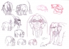 Filename=elephas_unibrowensis.jpg
Filesize=210KiB
Dimensions=912x650
Date added=Nov 14, 2010 elephas_unibrowensis.jpg
